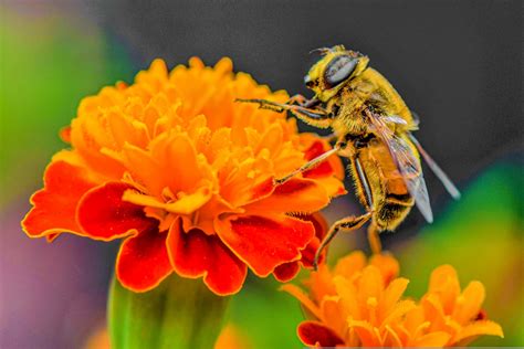 Are Bees and Flowers Mutualism: A Deep Dive into Symbiotic Relationships