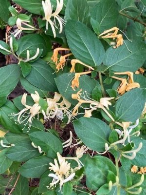 Are Honeysuckle Flowers Edible? A Delicate Inquiry into their Properties and Uses