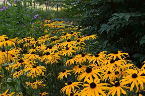 can dead flowers come back to life? maybe not, but their essence lives on in poetry