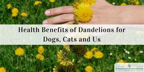 can dogs eat dandelion flowers? In this light, let's also explore the potential benefits and risks associated with incorporating these green leaves into a dog’s diet.