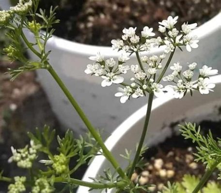 Can You Harvest Cilantro After It Flowers? A Detailed Discussion