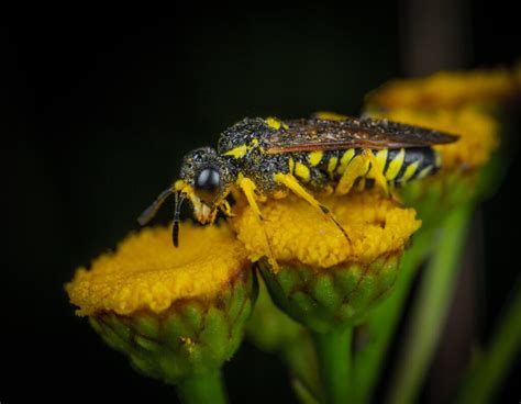 do yellow jackets pollinate flowers: Exploring Their Intricate Relationship with Flowers and Beyond