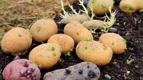 does removing potato flowers increase yield does it affect the taste of the potatoes?