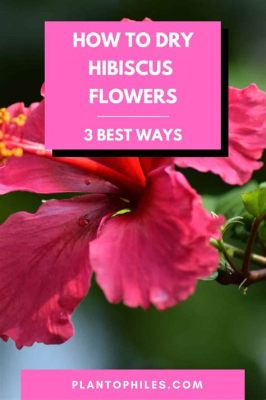 how to dry hibiscus flowers and the importance of hydration in plant life cycles