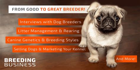 how to start dog breeding business and the importance of choosing the right breeders for your future furry companion