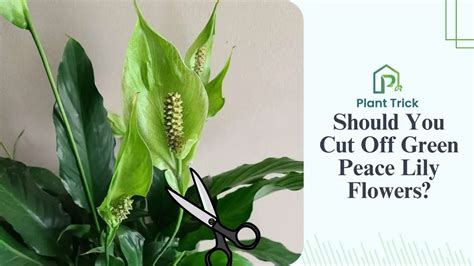 should you cut off green peace lily flowers: Exploring the Aesthetic, Horticultural, and Symbolic Dimensions of Flower Pruning