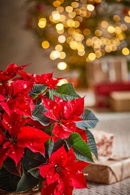 What are the Christmas Flowers Called, and How Do They Enhance the Festive Spirit?