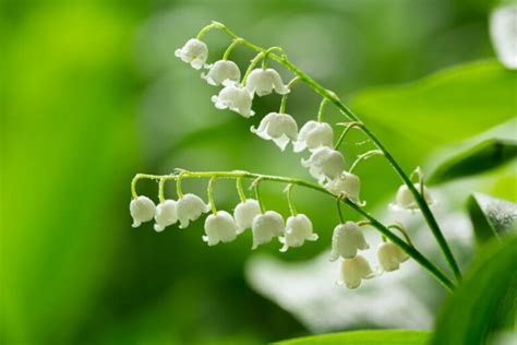 where to buy lily of the valley flowers: Exploring the Charms and Availability of This Elusive Bloom