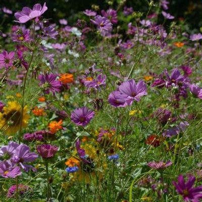 where to buy wild flowers? exploring the world of sustainable and ethical flower purchasing